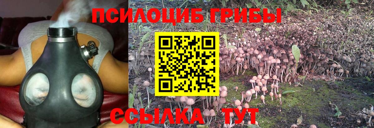 сколько стоит  Вход с VPN  Заволжье  Псилоцибиновые грибы Psilocybine cubensis  Псилоцибиновые грибы мицелий 